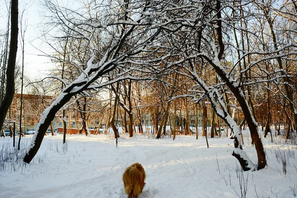 Winter in de hoofdstad van Litouwen Vilnius stad Pasilaiciai district — Stockfoto