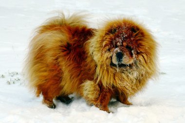 kahverengi chow chow köpek Avrupa İlleri