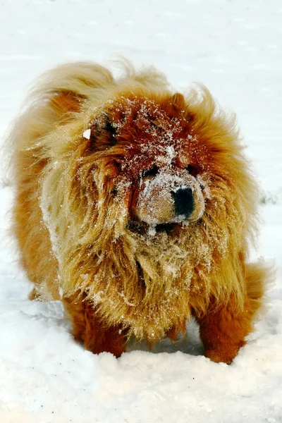 Brun chow chow hund lever i den europeiska staden — Stockfoto