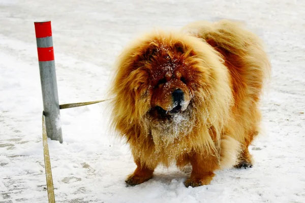 Brauner Chow-Chow-Hund in der europäischen Stadt — Stockfoto