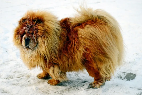 Brun chow chow hund lever i den europeiska staden — Stockfoto