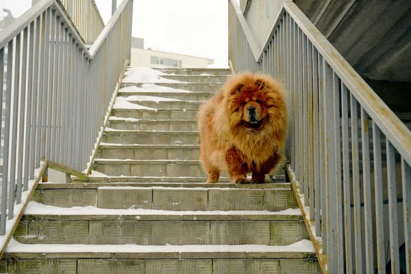 Brown chow chow perro que vive en la ciudad europea — Foto de Stock