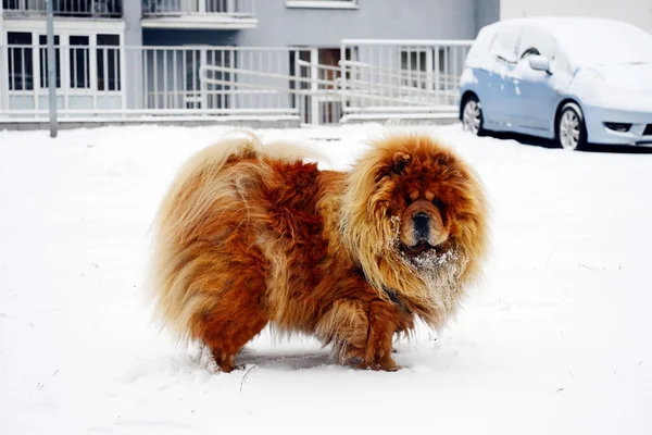 Ντίνα σκυλί Chow Chow για λευκό χιόνι — Φωτογραφία Αρχείου