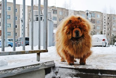 Chow Chow köpek Dina beyaz kar üzerinde