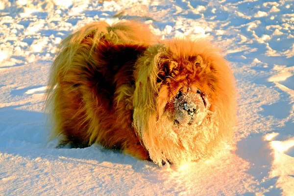 Chow Chow Dog, słońce i biały śnieg. — Zdjęcie stockowe