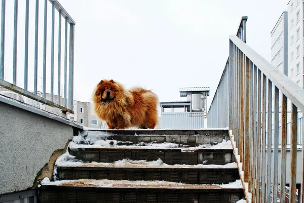 Dina pes Chow Chow na bílém sněhu — Stock fotografie