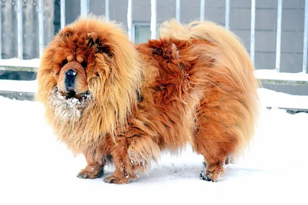 Chow Chow Dog Dina on white snow — Stock Photo, Image