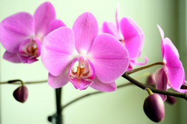 Natürmort şube kırmızı orkide ile