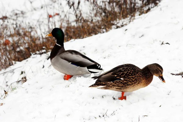 冬天在雪地上的两只鸭子 — 图库照片