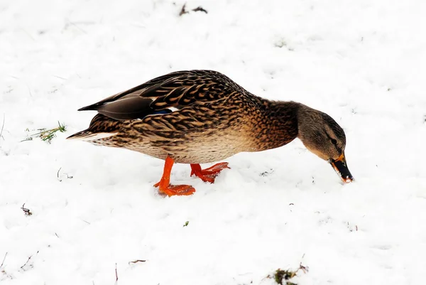 Canard en hiver sur la neige — Photo