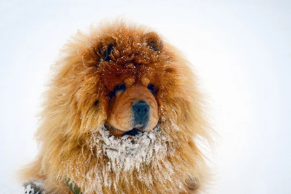 Chow Chow Dog Dina na białym śniegu — Zdjęcie stockowe