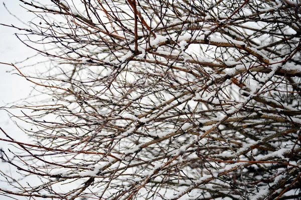 Cristal de givre blanc sur fond d'hiver de brousse — Photo