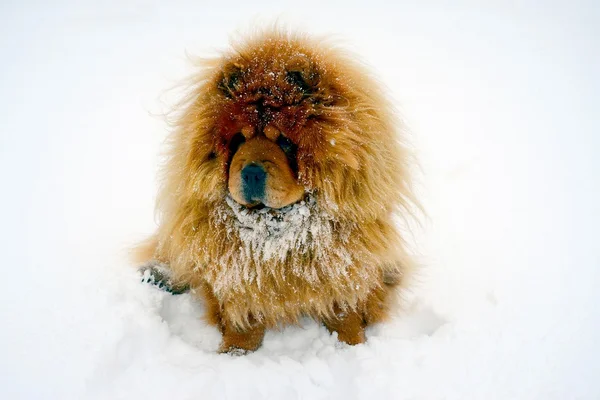 Chow Chow Dog Dina on white snow — Stock Photo, Image