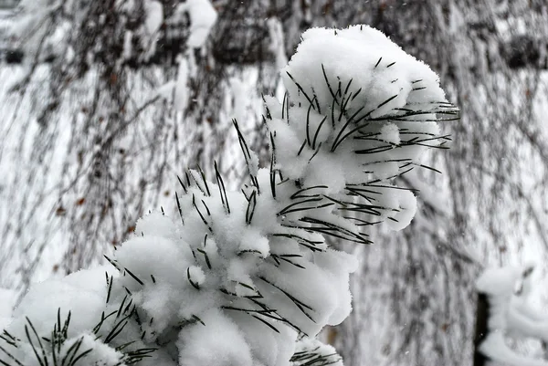 Couverture de neige fraîche, en hiver à Vilnius — Photo