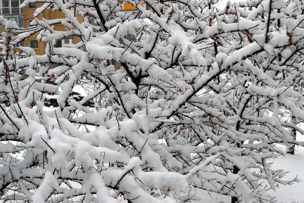 Nysnö omslag, på vintern i Vilnius stad — Stockfoto