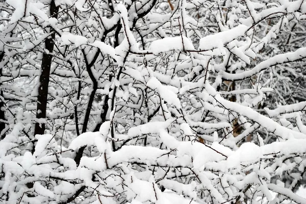 Fresh snow cover, at winter time in Vilnius city — Stock Photo, Image