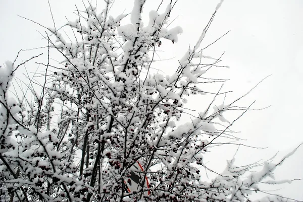 Couverture de neige fraîche, en hiver à Vilnius — Photo