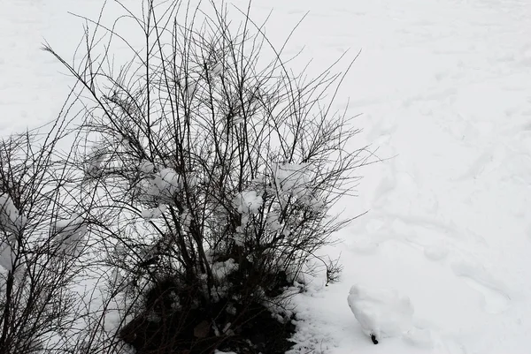 Couverture de neige fraîche, en hiver à Vilnius — Photo