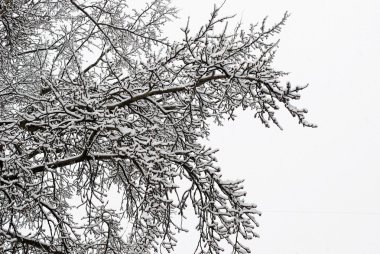 Vilnius şehir kış zamanında taze kar örtüsü