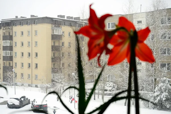 Amarilis blühen im Hintergrund der Winterstadt — Stockfoto