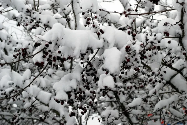 Couverture de neige fraîche, en hiver à Vilnius — Photo