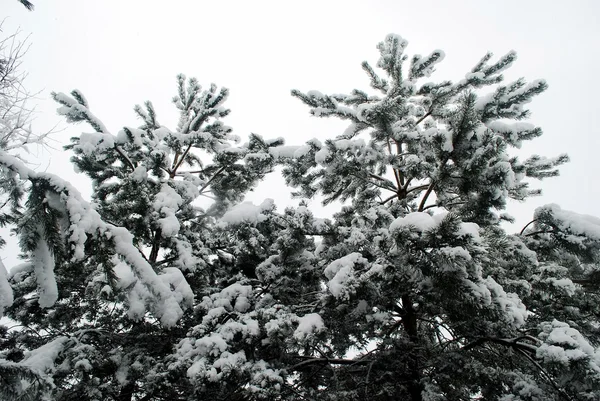 Couverture de neige fraîche, en hiver à Vilnius — Photo