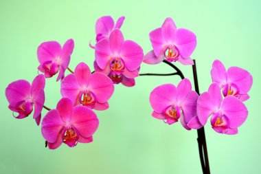 Kırmızı taze orkide çiçek güzel bloom