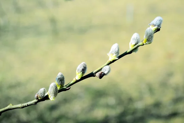 Branch with buds - spring in Vilnius city — Stock Photo, Image