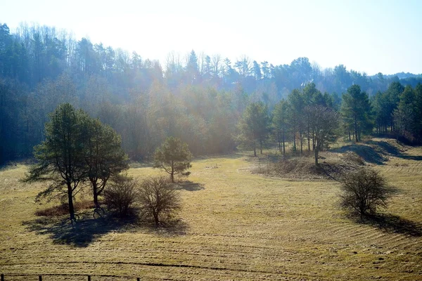 Paisaje de primavera con árboles en el campo — Foto de Stock