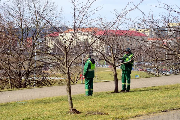 Pracownicy nadzoru drzewa sakura w Wilnie — Zdjęcie stockowe