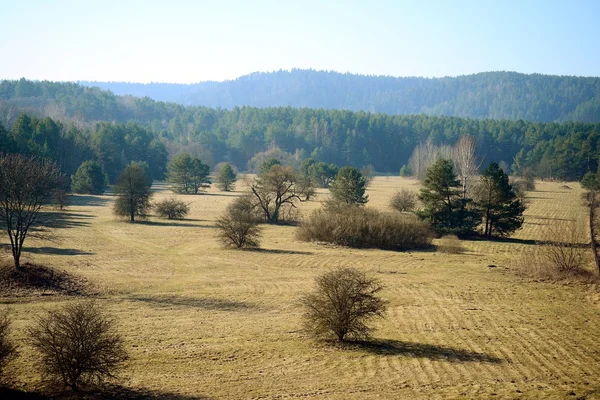 Wiosnę krajobraz z drzewa na polu — Zdjęcie stockowe
