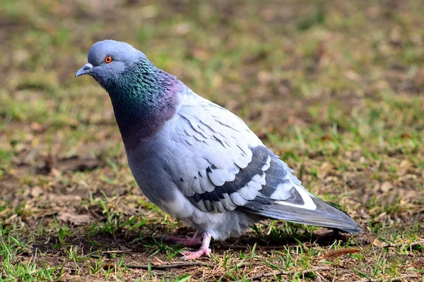 Pomba (Columba oenas) forrageamento na grama de um verde brilhante — Fotografia de Stock