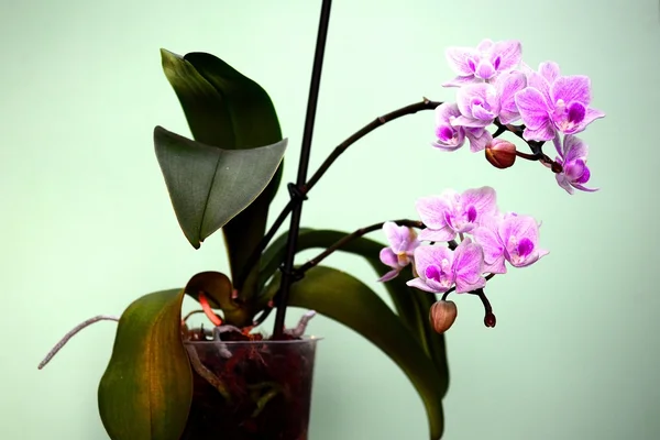 Bella fioritura di fiore di orchidea fresca rossa — Foto Stock