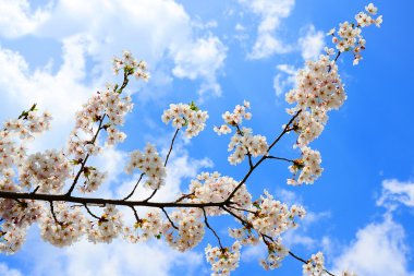 Vilnius şehirde güzel pembe kiraz çiçeği