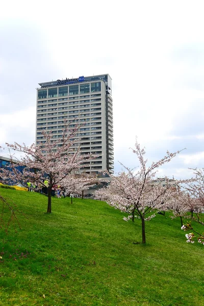 Spring in Vilnius city with sakura blossom — Stock Photo, Image