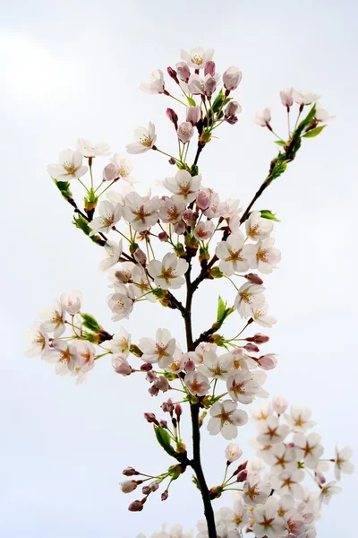 Hermosa flor de cerezo rosa en la ciudad de Vilna — Foto de Stock