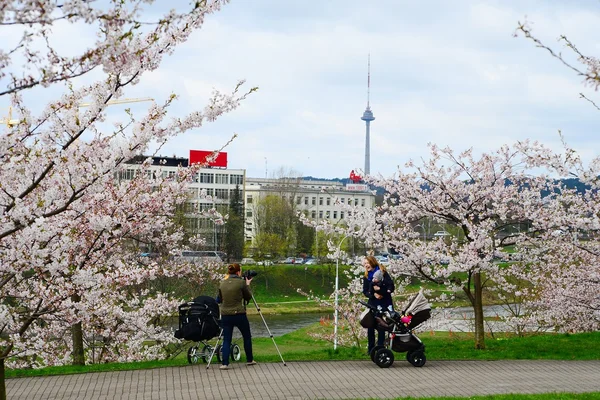 Lente in Vilnius stad met sakura bloesem — Stockfoto