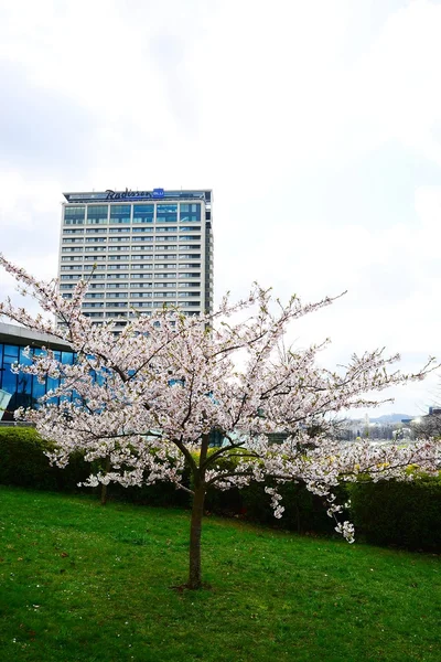 Wiosna w Wilnie z sakura kwiat — Zdjęcie stockowe