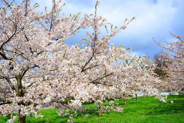 Hermosa flor de cerezo rosa en la ciudad de Vilna — Foto de Stock