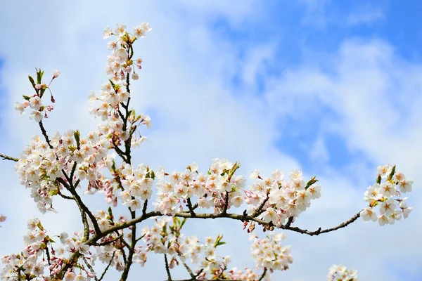 Krásné růžové třešňového květu ve městě Vilnius — Stock fotografie