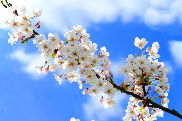 Vacker rosa körsbärsblommor i Vilnius stad — Stockfoto