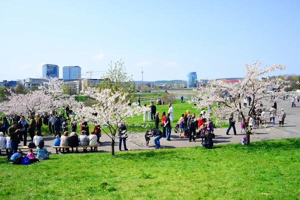 Jaro v městě Vilniusu s kvetoucí sakura — Stock fotografie