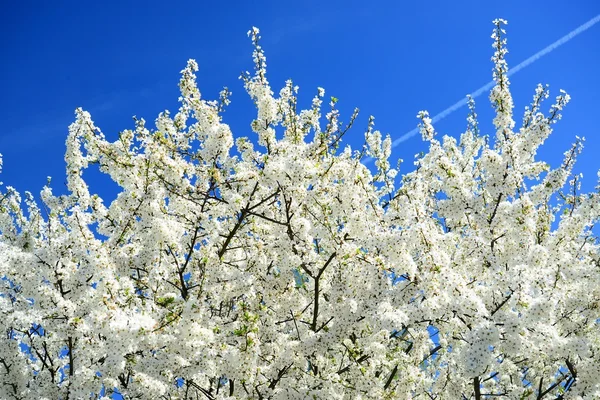 Kaukasiska plommon vit blomma och blå himmel — Stockfoto