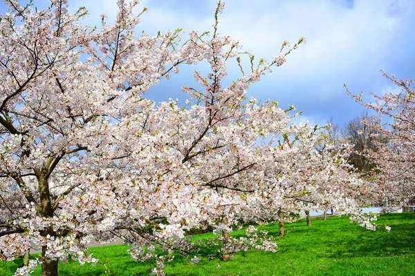 빌뉴스 도시에서 아름 다운 핑크 벚꽃 로열티 프리 스톡 이미지