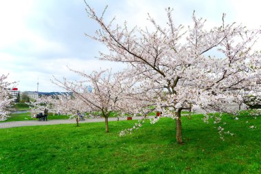 Vilnius City sakura çiçeği ile bahar
