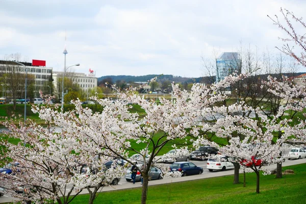 Spring in Vilnius city with sakura blossom — Stock Photo, Image