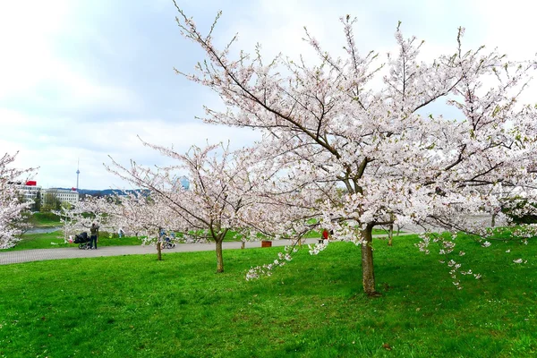 Lente in Vilnius stad met sakura bloesem — Stockfoto