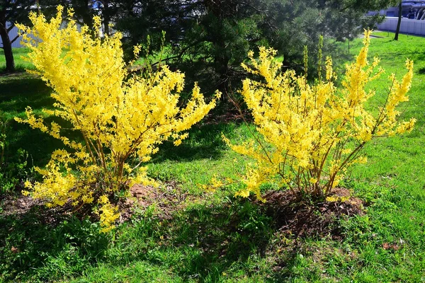 Fleurs jaunes de forsythia au printemps, avril — Photo