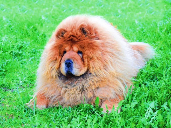 Red chow chow on a green grass — Stock Photo, Image