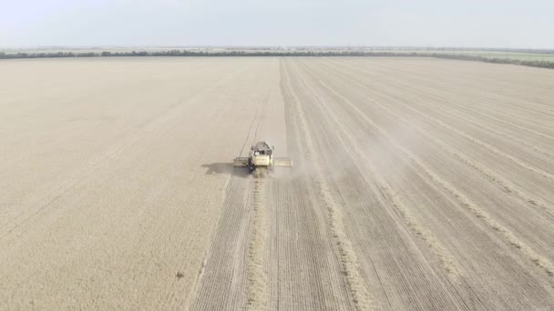 Mykolaiv Ukranine 2020 Cosechadora Trabajando Campo Combine Máquina Agrícola Cosechando — Vídeo de stock